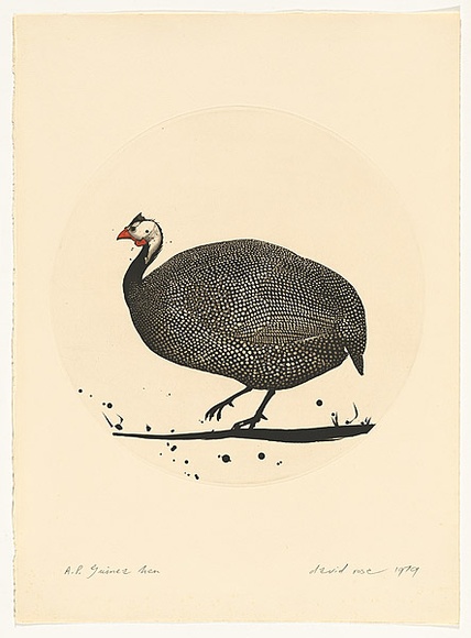 Artist: b'Rose, David.' | Title: b'Guinea hen' | Date: 1979 | Technique: b'aquatint, printed in black ink, from one plate'