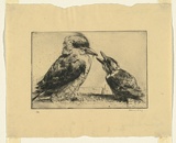 Artist: LONG, Sydney | Title: Kookaburra and young | Date: c.1919 | Technique: drypoint, printed in black ink with light plate-tone, from one copper plate | Copyright: Reproduced with the kind permission of the Ophthalmic Research Institute of Australia