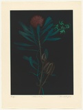 Artist: GRIFFITH, Pamela | Title: Waratah | Date: 1982 | Technique: hardground-etching, aquatint and burnishing, printed in colour, from two zinc plates | Copyright: © Pamela Griffith