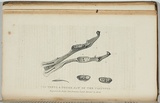 Title: b'The teeth and underjaw of the platypus.' | Date: 1835 | Technique: b'engraving, printed in blue/black ink, from one copper plate'