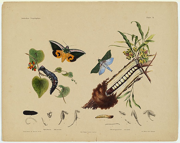 Artist: b'Scott, Helena.' | Title: b'Hesperia coreeba, Pamphila palmarum.' | Date: c.1865 | Technique: b'lithograph, printed in black ink, from one stone; hand-coloured'