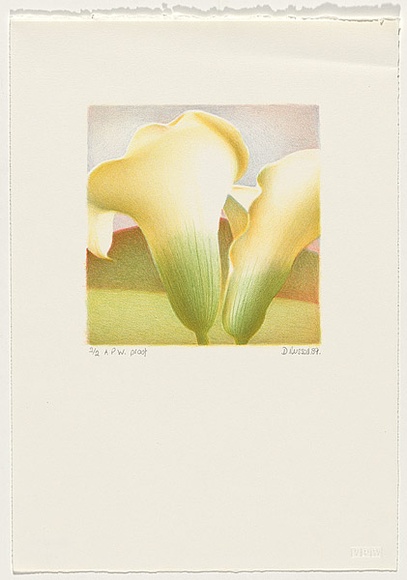 Artist: b'Russell,, Deborah.' | Title: b'Lily I' | Date: 1989, September | Technique: b'lithograph, printed in colour from multiple stones'