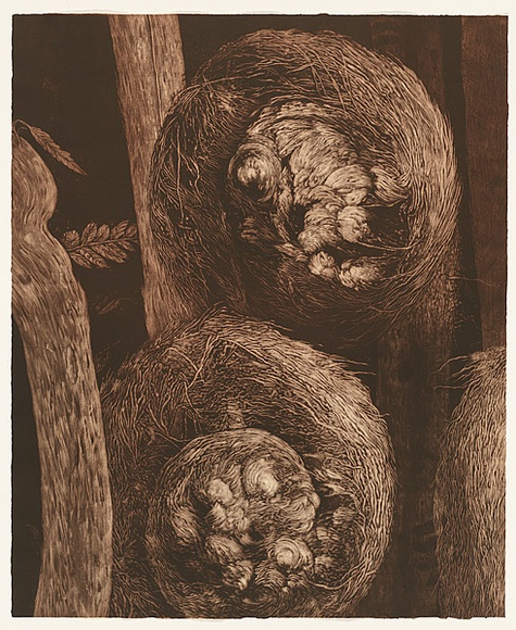 Artist: b'Mellor, Danie.' | Title: b'Cyathea Cooperi' | Date: 2004 | Technique: b'mezzotint, printed in brown ink, from one plate'