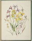 Artist: b'Charsley, Fanny Anne.' | Title: b'Macdonaldia antennifera, diuris elongata, diuris oculata, glossodia major, caladenia alata, utricularia lilacina and caladenia pulcherrima.' | Date: 1867 | Technique: b'lithograph, printed in black ink, from one stone; handcoloured'