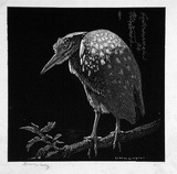 Artist: b'LINDSAY, Lionel' | Title: b'The night heron' | Date: 1935 | Technique: b'wood-engraving, printed in black ink, from one block' | Copyright: b'Courtesy of the National Library of Australia'