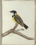 Artist: Lewin, J.W. | Title: Black crown thrush. | Date: 1803-1805 | Technique: etching, printed in black ink, from one copper plate; hand-coloured