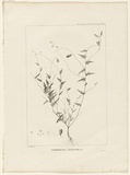 Title: Chorizema ilicifolia | Date: 1800 | Technique: engraving, printed in black ink, from one copper plate