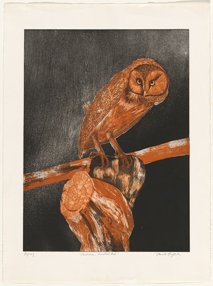 Artist: b'GRIFFITH, Pamela' | Title: b'Australian masked owl' | Date: 1981 | Technique: b'etching, aquatint, spray resist printed in colour, from two zinc plates' | Copyright: b'\xc2\xa9 Pamela Griffith'