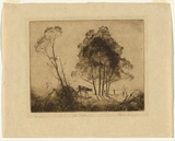 Artist: b'Gruner, Elioth.' | Title: b'The wattles' | Date: (1921) | Technique: b'drypoint, printed in black ink, from one plate'