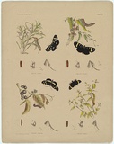 Title: Agarista donovani, Agarista latina. | Date: c.1865 | Technique: lithograph, printed in black ink, from one stone; hand-coloured