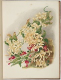 Artist: b'Meredith, Louisa Anne.' | Title: b'Native clematis' | Date: 1860 | Technique: b'lithograph, printed in colour, from multiple stones'
