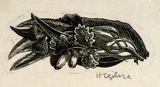 Artist: OGILVIE, Helen | Title: not titled [Acorns, gum blossoms and leaves - a wood engraving used for an illustration on Page 87 of Flinders Lane] | Date: (1947) | Technique: wood-engraving, printed in black ink, from one block