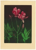 Artist: b'GRIFFITH, Pamela' | Title: b'Magnolia' | Date: 1984 | Technique: b'hardground-etching, aquatint and burnishing, printed in colour, from two zinc plates' | Copyright: b'\xc2\xa9 Pamela Griffith'