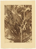 Artist: b'GRIFFITH, Pamela' | Title: bAustralia's Western Wildflowers | Date: 1987 | Technique: b'hard ground, aquatint, spray resist, soft ground, printed in brown ink, from one zinc plate' | Copyright: b'\xc2\xa9 Pamela Griffith'