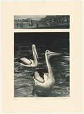 Artist: b'GRIFFITH, Pamela' | Title: b'Pelicans' | Date: 1985 | Technique: b'hardground-etching and aquatint, printed in black ink, from two zinc plates' | Copyright: b'\xc2\xa9 Pamela Griffith'