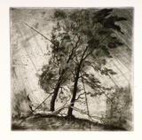 Artist: FEINT, Adrian | Title: (Trees). | Date: 1980 | Copyright: Courtesy the Estate of Adrian Feint