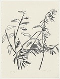 Artist: bL'Estrange, Sally. | Title: b'(Two branches)' | Date: 1985 | Technique: b'lithograph, printed in black ink, from one stone'