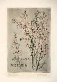 Artist: Crook, E.F. | Title: Eriostemon. | Date: c.1910 | Technique: etching, printed in black ink, from one plate; hand-coloured