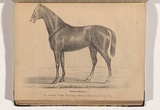 Artist: b'Nicholas, William.' | Title: b'Whalebone, winner of the St. Ledger stakes at Homebush May 1847' | Date: 1847 | Technique: b'lithograph, printed in black ink, from one plate'