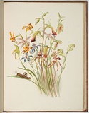 Artist: Meredith, Louisa Anne. | Title: Group of orchids [2]. | Date: 1860 | Technique: lithograph, printed in colour, from multiple stones