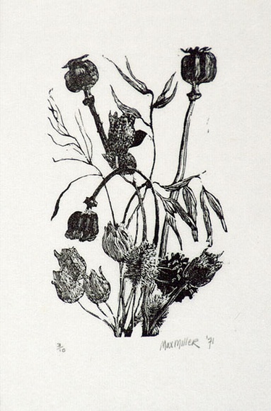 Artist: Miller, Max. | Title: Flowers (tulips), seed boxes (poppies) grasses | Date: 1971 | Technique: wood-engraving, printed in black ink, from one block