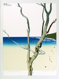 Artist: b'ROSE, David' | Title: b'Eucalypt - Bateau Bay III' | Date: 1976 | Technique: b'screenprint, printed in colour, from multiple stencils'