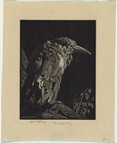 Artist: LINDSAY, Lionel | Title: The clipped wing | Date: 1931 | Technique: wood-engraving, printed in black ink, from one block | Copyright: Courtesy of the National Library of Australia