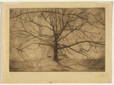Artist: Coleman, Constance. | Title: The old tree. | Date: (1938) | Technique: etching, printed in brown ink with plate-tone, from one plate