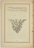 Title: b'not titled [fabricia loevigata].' | Date: 1861 | Technique: b'woodengraving, printed in black ink, from one block'