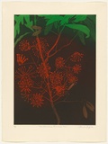 Artist: b'GRIFFITH, Pamela' | Title: b'The Queensland Firewheel Tree' | Date: 1987 | Technique: b'hardground-etching and aquatint, printed in colour, from two zinc plates' | Copyright: b'\xc2\xa9 Pamela Griffith'