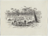 Artist: b'GILL, S.T.' | Title: b'Approach to Eagle-Hawk Gully from road to Bendigo.' | Date: 1852 | Technique: b'lithograph, printed in black ink, from one stone'