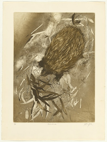 Artist: b'GRIFFITH, Pamela' | Title: b'Echidna' | Date: 1980 | Technique: b'etching, soft ground, resist spray, aquatint, burnishing printed in brown, from one zinc plate' | Copyright: b'\xc2\xa9 Pamela Griffith'