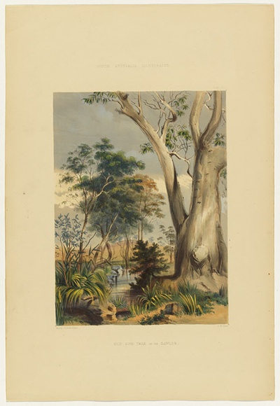 Artist: b'Angas, George French.' | Title: b'Old gum tree on the Gawler.' | Date: 1846-47 | Technique: b'lithograph, printed in colour, from multiple stones; varnish highlights by brush'