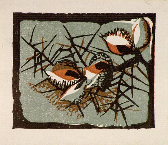 Artist: b'OGILVIE, Helen' | Title: b'Greeting card: Hakea. (Print design as christmas card)' | Date: c.1951 | Technique: b'linocut, printed in colour, from multiple blocks'