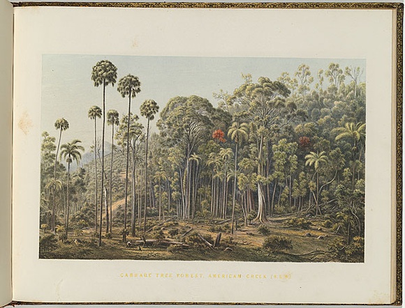 Artist: b'von Gu\xc3\xa9rard, Eugene' | Title: b'Cabbage tree forest, American Creek, New South Wales' | Date: (1866 - 68) | Technique: b'lithograph, printed in colour, from multiple stones [or plates]'