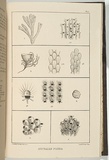 Title: b'Australian polyzoa.' | Date: 1860 | Technique: b'lithograph, printed in black ink, from one stone'