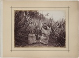 Artist: b'GRIFFITH, Pamela' | Title: b'Stirling Range studies.' | Date: 1999 | Technique: b'hardground-etching and aquatint, printed in colour a la poup\xc3\xa9e, from one copper plate; additional hand-tinting'