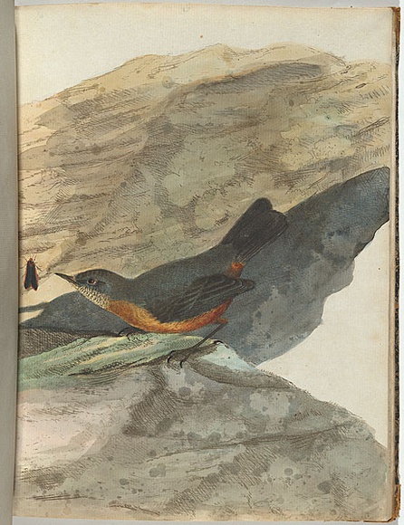 Artist: b'Lewin, J.W.' | Title: b'Rock warbler.' | Date: 1803-1805 | Technique: b'etching, printed in black ink, from one copper plate; hand-coloured'