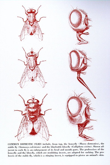 Artist: b'Gibbs, Denyse.' | Title: b'Common domestic flies 2 (red)' | Date: 1973 | Copyright: b'This work appears on screen courtesy of the artist and copyright holder'