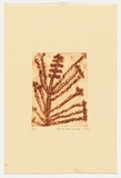 Artist: Marshall, Petra. | Title: not titled [plant] | Date: 2004 | Technique: drypoint etching, printed in brown ink, from one perspex plate