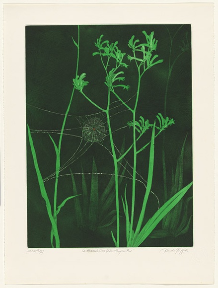 Artist: b'GRIFFITH, Pamela' | Title: b'St Andrews Cross Spider and Kangaroo Paw' | Date: 1983 | Technique: b'hardground-etching, aquatint and burnishing, printed in colour, from two zinc plates' | Copyright: b'\xc2\xa9 Pamela Griffith'