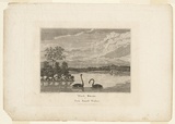 Title: Black swans of New South Wales. | Date: 1817-19 | Technique: engraving, printed in black ink, from one copper plate