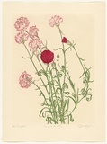 Artist: b'GRIFFITH, Pamela' | Title: b'The Red Carnation' | Date: 1988 | Technique: b'hardground-etching and aquatint, printed in black ink, from one copper plate' | Copyright: b'\xc2\xa9 Pamela Griffith'