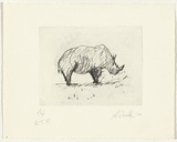 Artist: b'Powell, Andrew.' | Title: b'not titled [rhinocerous]' | Date: 1988 | Technique: b'photo etching and aquatint, printed in black ink, from one plate'