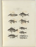 Title: b'Fishes. Living in the River Murray and its tributaries.' | Date: 1856 | Technique: b'wood-engraving, printed in black ink, from one block'