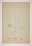 Title: Microtis. | Date: 1894 | Technique: lithoraph, printed in black ink, from one stone [or plate]; hand-coloured