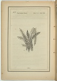 Title: b'not titled [pteris falcata].' | Date: 1861 | Technique: b'woodengraving, printed in black ink, from one block'