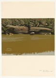 Artist: b'ROSE, David' | Title: b'Colo River' | Date: 1981 | Technique: b'screenprint, printed in colour, from multiple stencils'