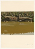 Artist: b'Rose, David.' | Title: b'Colo River' | Date: 1981 | Technique: b'screenprint, printed in colour, from multiple stencils'