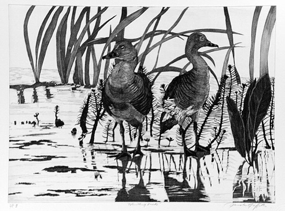 Artist: b'GRIFFITH, Pamela' | Title: b'Whistling ducks' | Date: 1989 | Technique: b'hard ground, aquatint, burnishing, on one copper plate' | Copyright: b'\xc2\xa9 Pamela Griffith'